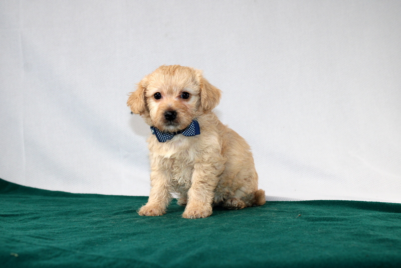 puppy, for, sale, Morki-Poo, Matthew B. Stoltzfus, dog, breeder, Gap, PA, dog-breeder, puppy-for-sale, forsale, nearby, find, puppyfind, locator, puppylocator, aca